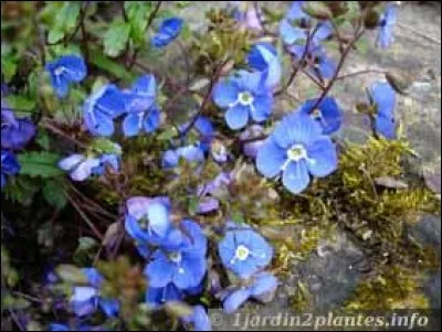 Que sont ces fleurs ?