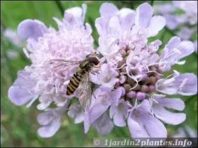Comment s'appelle cette fleur ?