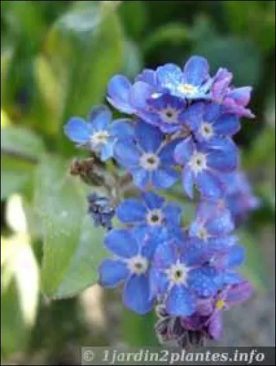 Quelle est cette fleur ?