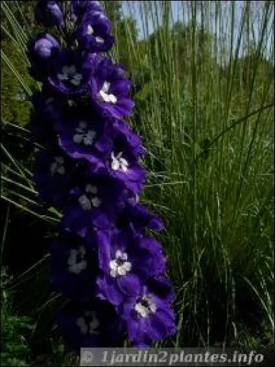 Quelle est cette fleur ?