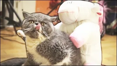 Comment s'appelle son chat ?