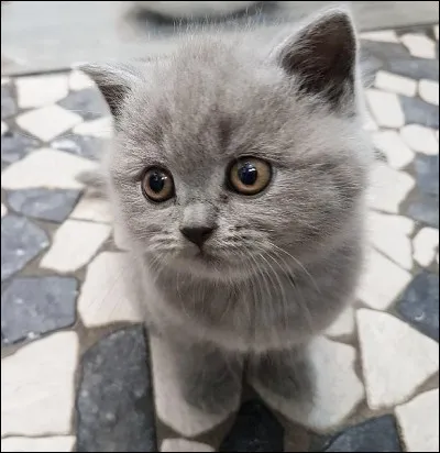 A-t-elle un animal ?