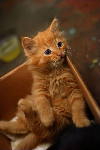 Si oui, combien ? 
(dans toutes les portées)