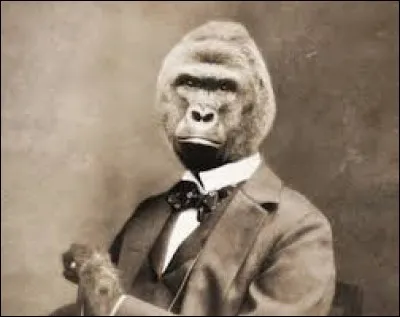 Ann Darrow dira la réponse !