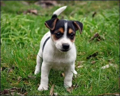 Quelle est cette race ?