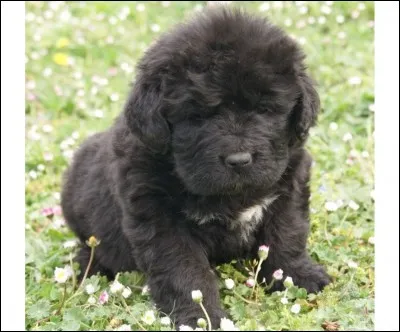 Quelle est cette race ?