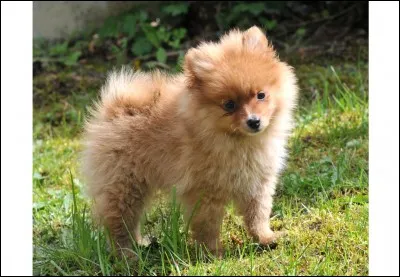 Quelle est cette race ?