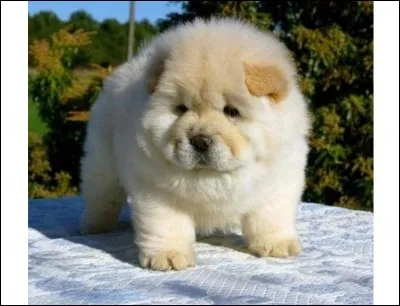 Quelle est cette race ?