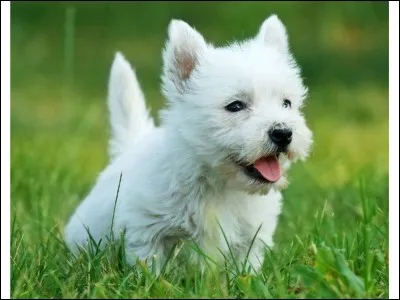 Quelle est cette race ?