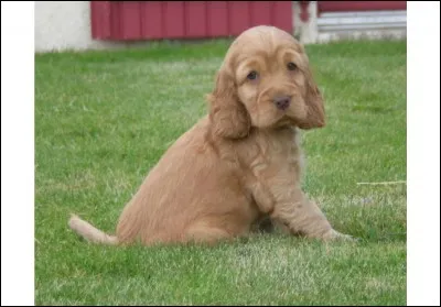 Quelle est cette race ?