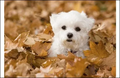 Quelle est cette race ?