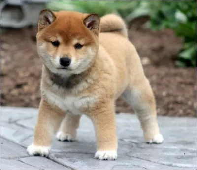 Quelle est cette race ?