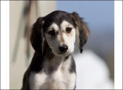 Quelle est cette race ?