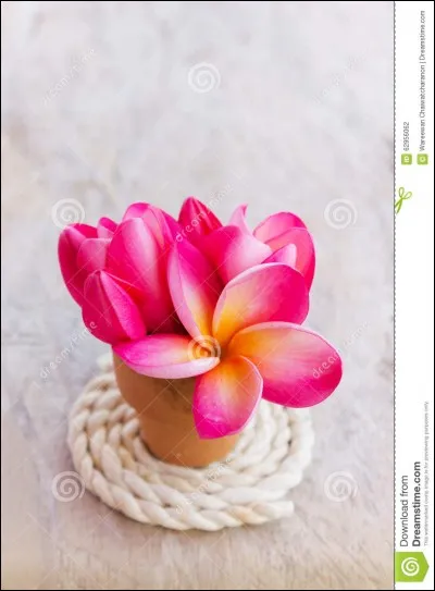 J'ai fait un tarot avec des amis, j'ai gagné ...