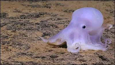 Si tu devais choisir un animal, ce serait...