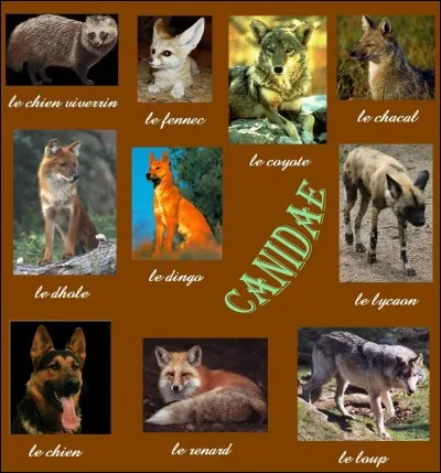 Quel canin préfères-tu ?