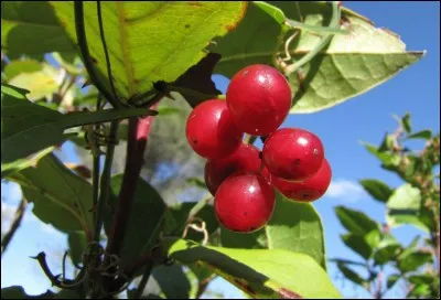 Qui a dit : « Moi, j'aime pas la salsepareille ! » ?