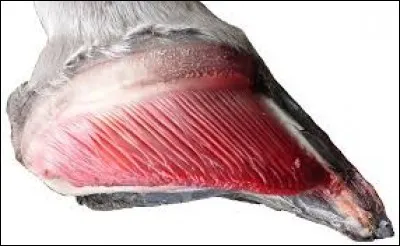 Combien de chorions possède le sabot du cheval ?