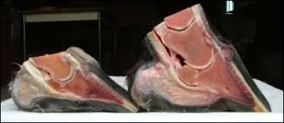 Le coussinet digital a pour rôle ...