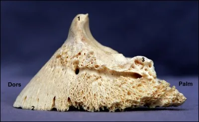 Le processus extensorius ...