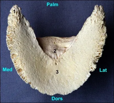 Sur cette image à quoi correspond le numéro 1 ?