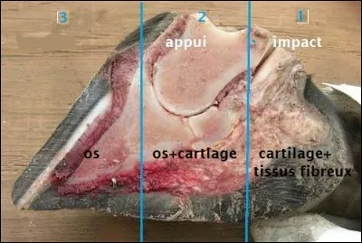 Sur cette image le numéro 3 correspond à quoi ?