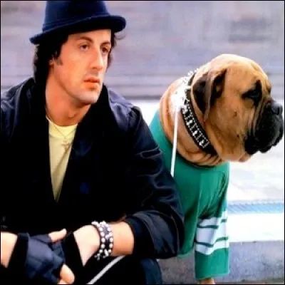 Comment s'appelle le chien de Rocky ?