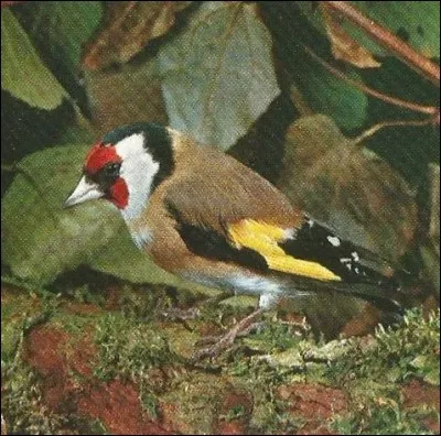 Quel nom scientifique porte cet oiseau ?