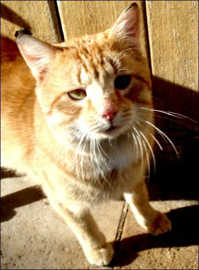 Le lendemain Cur de Feu emmenait Nuage de Fougère dans la forêt avec Tempête de Sable, car Plume Grise était pour changer, introuvable. Donc Nuage de Fougère s'entraînait ,quand, Petit Nuage qui jouait ,non loin de là, avec ses frères et surs d'adoption, appela au secours. Que se passait-il ?