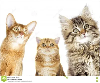 Quelle mauvaise nouvelle découvrent Cur de Feu et Plume Grise lors d'une patrouille ?