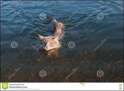 Suite à la découverte de l'inondation Plume Grise inquiet pour Rivière d'Argent décide d'aller voir Rivière d'Argent, Cur de Feu lui apporte évidemment tout de suite son soutien, et les voila partis. Mais presque arrivé, un événement inattendu va les retarder. Lequel ?