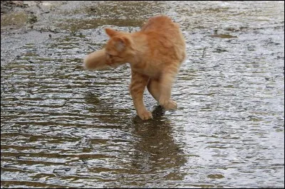 En rentrant du territoire du Clan de la Rivière nos deux amis se font prendre, par qui ?