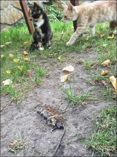 Quelle punition reçoivent Plume Grise et Cur de Feu pour avoir chassé pour le Clan de la Rivière ?
