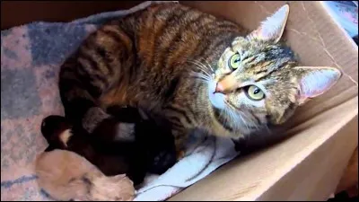 De combien de chatons Rivière d'Argent accoucha-t-elle ?