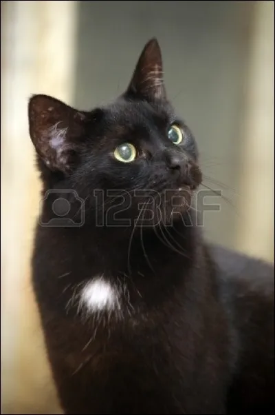 Quel événement important découvrent Cur de Feu et Plume Grise quand ils réécoutent le récit de Nuage de Jais sur la mort de Plume Rousse ?