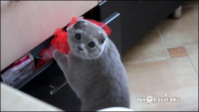 En rentrant de chez Nuage de Jais, Cur de Feu et Plume Grise se font pincer par Griffe de Tigre car ils sentaient la souris alors qu'ils n'en ramenaient pas. Griffe de Tigre les emmènent alors voir Étoile Bleue qui les punit. Quelle est leur punition ?