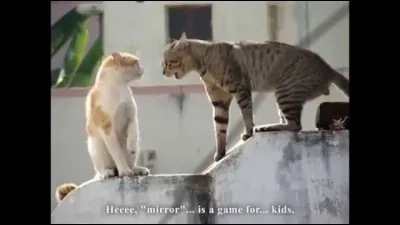 En quête de preuve sur la mort de Plume Rousse, Cur de Feu et Plume Grise s'aventurent sur le territoire du Clan de la Rivière et aidé par Rivière d'Argent ils arrivent à parler avec un(e) chat(te) qui a participé à la bataille où est mort Plume Rousse. Qui est cet(te) chat(te) ?