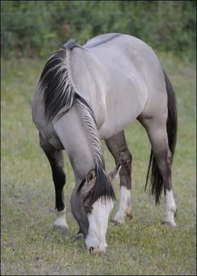 Quelle est cette robe ?