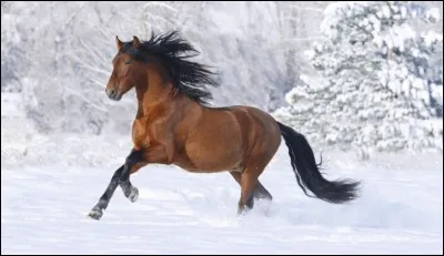 Quelle est cette robe ?