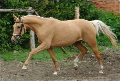 Quelle est cette robe ?