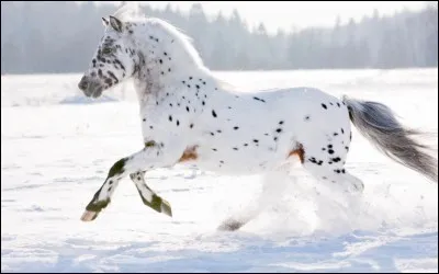 Quelle est cette robe ?