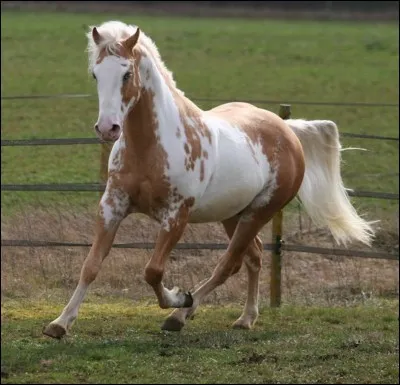 Quelle est cette robe ?