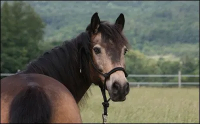 Quelle est cette robe ?