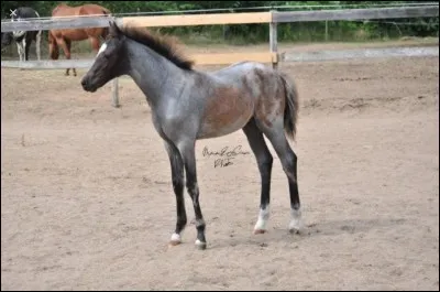 Quelle est cette robe ?