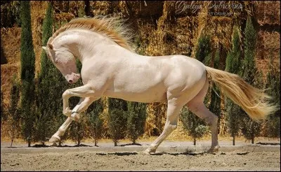 Quelle est cette robe ?