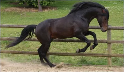 Quelle est cette robe ?