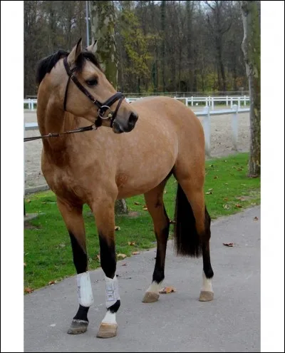 Quelle est cette robe ?