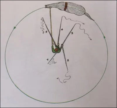 Que faut-il faire pour ralentir un cheval en longe ?