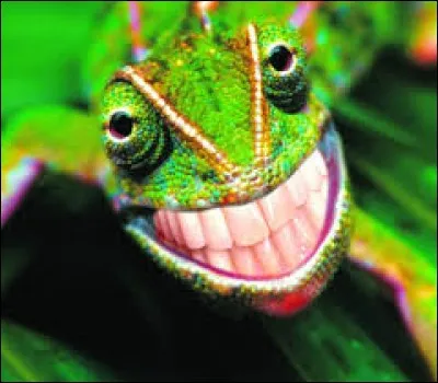Lequel de ces animaux peut changer de couleur ?