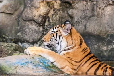 Je peux venir de Sumatra ou encore du Bengale. Cochez l'animal !